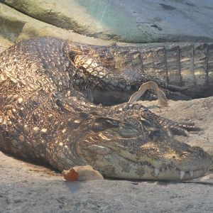 Spectacled Caiman, Small Mammal & Reptile House - July 2022