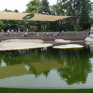 Greenish Seal Pool (Unedited Photo) - July 2022