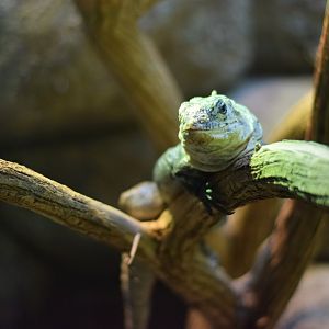 [March 2019] Herpetarium- Utila spiny-tailed iguana (Ctenosaura bakeri)