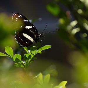 [March 2019] Butterfly Wing- false zebra longwing (Heliconius atthis)
