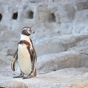 [March 2019] Penguin and Puffin Coast- Humboldt penguin (Spheniscus humboldti)