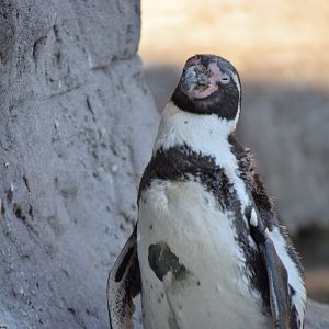[March 2019] Penguin and Puffin Coast- Humboldt penguin (Spheniscus humboldti)