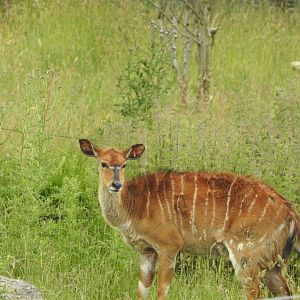 Sitatunga or Nyala?