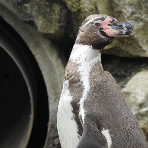 Humboldt Penguin (Spheniscus humboldti)