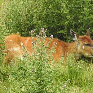 Sitatunga or Nyala?