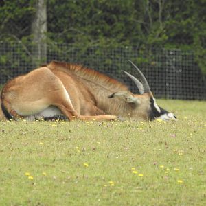 Roan Antelope (Hippotragus equinus)