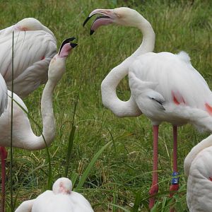 Greater Flamingoes (Phoenicopterus roseus)