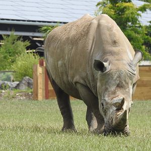 Southern White Rhino (Ceratotherium simum simum)