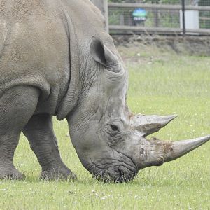 Southern White Rhino (Ceratotherium simum simum)