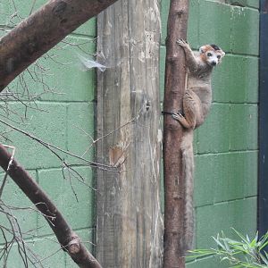 Crowned Lemur (Eulemur coronatus)