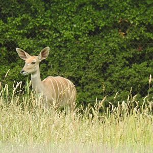Lesser Kudu (Tragelaphus imberbis)