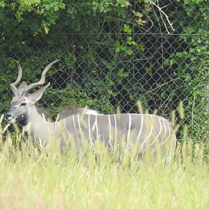Lesser Kudu (Tragelaphus imberbis)