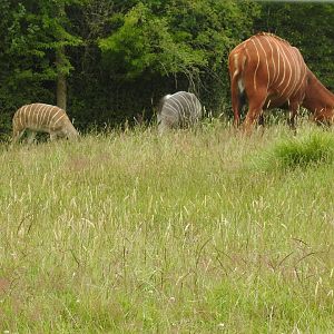 Mountain Bongo (Tragelaphus eurycerus isaaci) and Lesser Kudu (Tragelaphus imberbis)