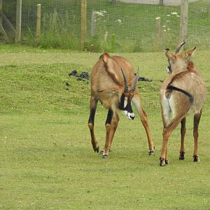 Roan Antelope (Hippotragus equinus)