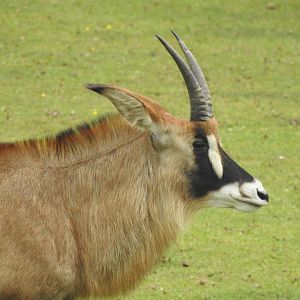 Roan Antelope (Hippotragus equinus)
