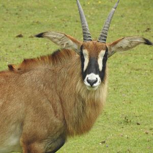 Roan Antelope (Hippotragus equinus)