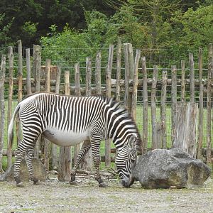 Grevy’s Zebra (Equus grevyi)