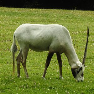 Arabian Oryx (Oryx leucoryx)