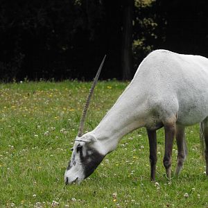 Arabian Oryx (Oryx leucoryx)