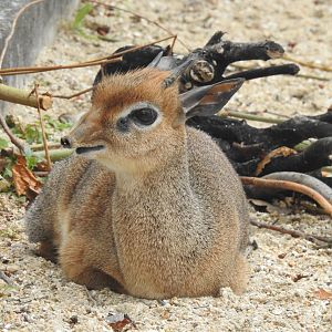 Kirk’s Dik-Dik (Madoqua kirkii)