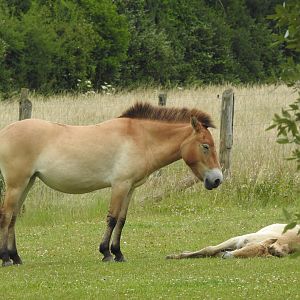 Przewalski’s Wild Horse Mother and Foal (Equus ferus przewalskii)