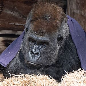 Western gorilla 'Ganyeka'