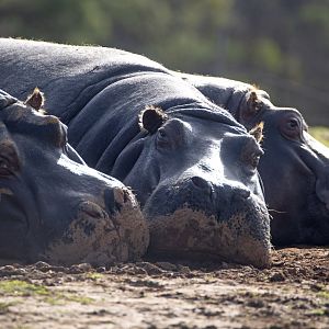 Hippopotamus