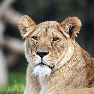 African lion 'Asali'