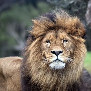 African lion 'Sheru'