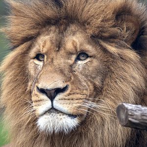 African lion 'Sheru'