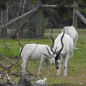 Addax (Addax nasomaculatus)