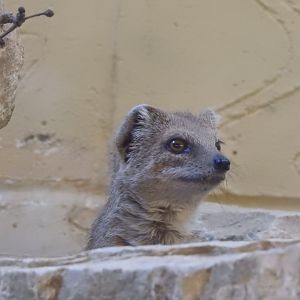 Yellow Mongoose (Cynictis penicillata)
