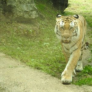 Amur Tiger (Panthera tigris altaica)