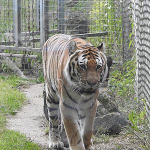 Amur Tiger (Panthera tigris altaica)