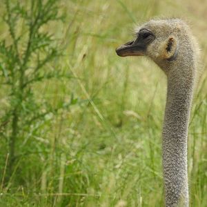 Common Ostrich (Struthio camelus)