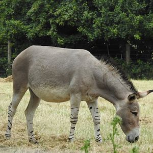 Somali Wild Ass (Equus africanus somaliensis)