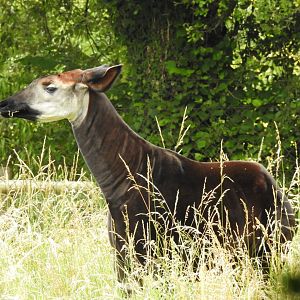 Okapi (Okapia johnstoni)