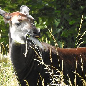 Okapi (Okapia johnstoni)