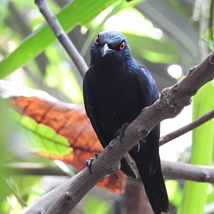 Asian Glossy Starling (Aplonis panayensis)