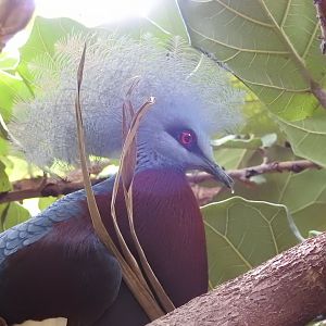 Sclater’s Crowned Pigeon (Goura sclaterii)