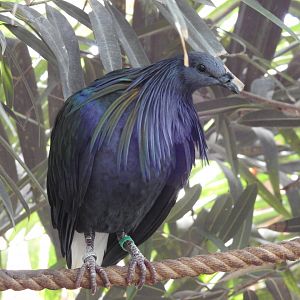 Nicobar Pigeon (Caloenas nicobarica)