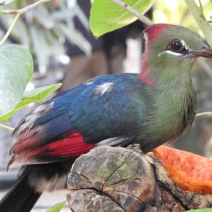 Fischer’s Turaco (Tauraco fischeri)