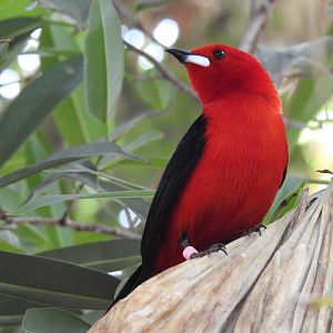 Brazilian Tanager (Ramphocelus bresilius)