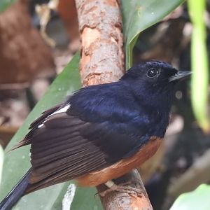 White-Rumped Shama (Kittacincia malabaricus)