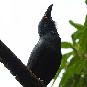 Asian Glossy Starling (Aplonis panayensis)