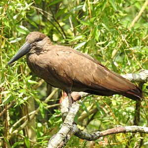 Hamerkop (Scopus umbretta)