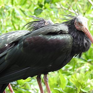 Waldrapps (Geronticus eremita)