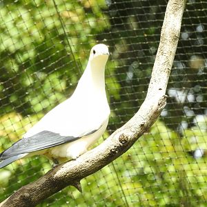 Pied Imperial Pigeon (Ducula bicolor)