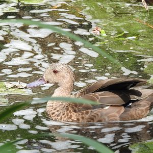Madagascar Teal (Anas bernieri)