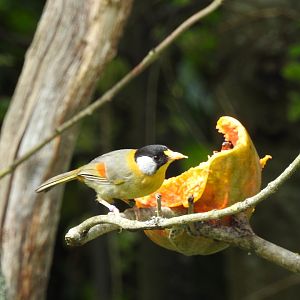 Silver-Eared Mesia (Leiothrix argentauris)